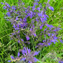Wiesensalbei