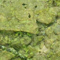 Tadpoles