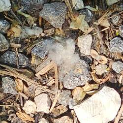 The cottonwoods are shedding