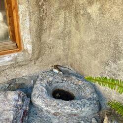 A stone basin for softening the silkworm cocoon?