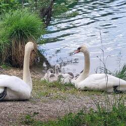 Großfamilie