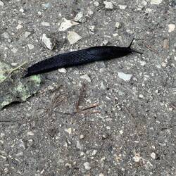 These slugs are common on the path. I see them often since I'm usually looking at my feet.