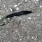 These slugs are common on the path. I see them often since I'm usually looking at my feet.