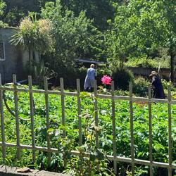 Two elderly women working in their garden