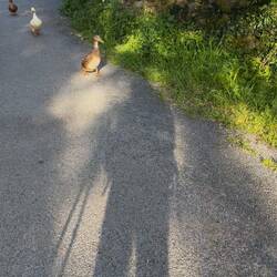 Duck parade