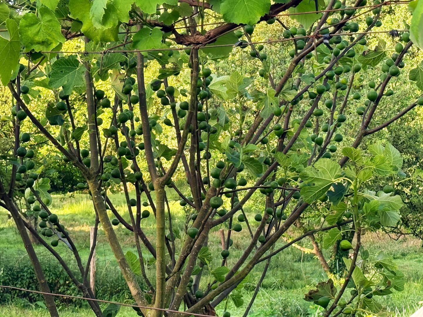 Figs!