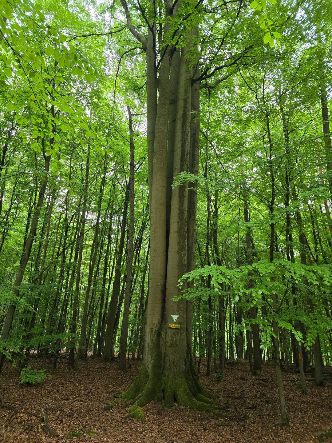 Fünf Brüder Buche