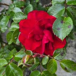 Ook hier rozen.