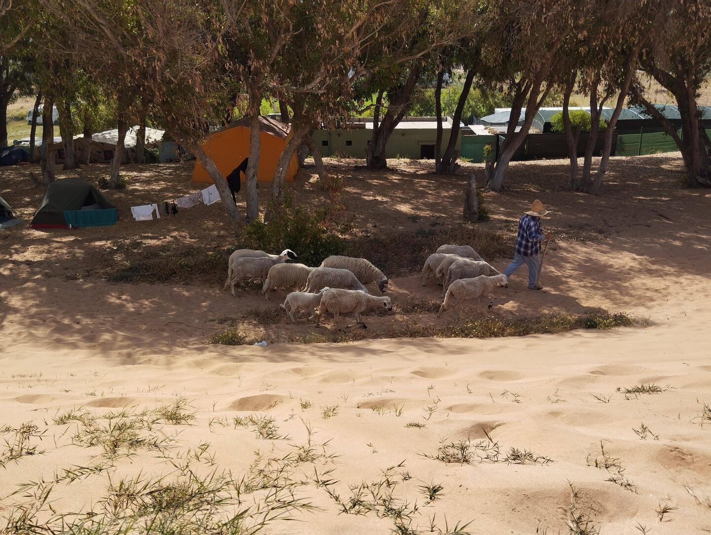 Die Schafherde zieht durch das Camp 🐑