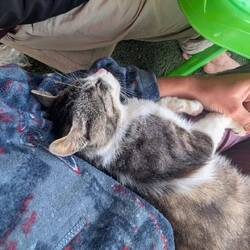 Sehr, sehr kuscheliger Kater