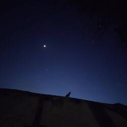 Hündin Arba bewacht das Camp nachts 🌕🐶