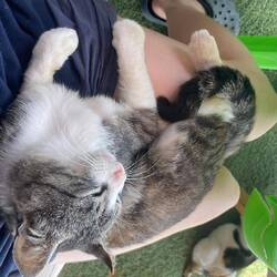 Kuschelkater