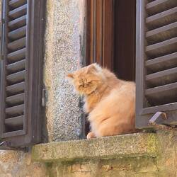 One grumpy looking gatto