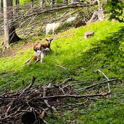 Auf dem Rückweg treffen wir im Wald auf eine Ziegenherde