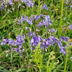 Blue Bells, blühen nur 2-3 Wochen