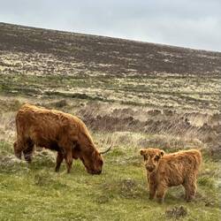 Galloway-Rinder