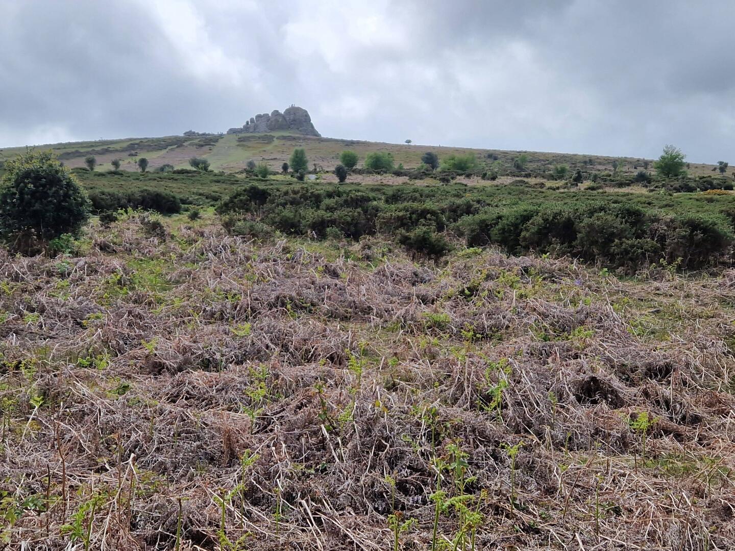 Dartmoor