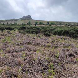 Dartmoor