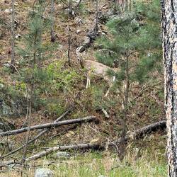 Deer