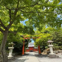 Unter dem grünen Blätterdach Kyotos – ein kleiner Moment der Ruhe zwischen roten Torii und jahrhunde