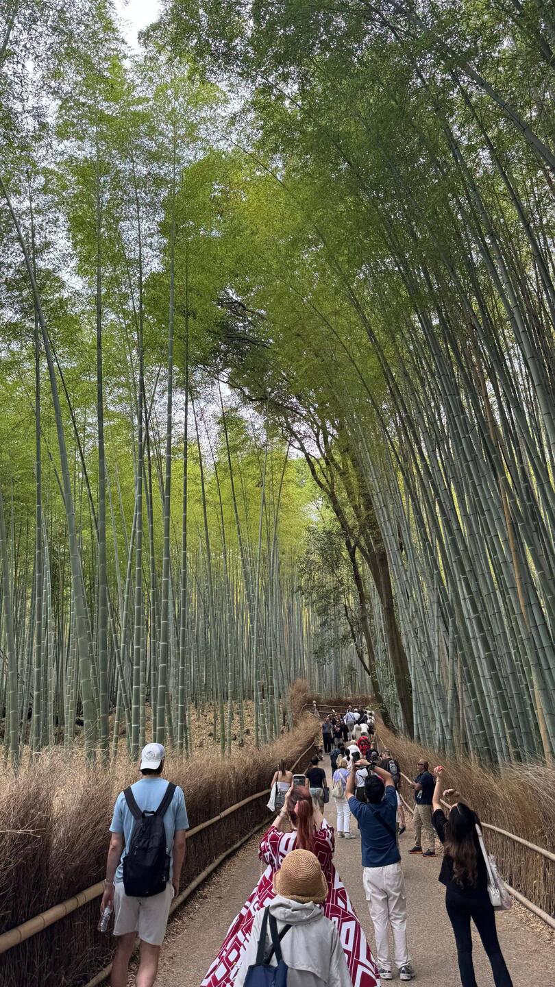🎋 Zwischen den hohen Bambusbäumen von Arashiyama fühlt sich Kyoto plötzlich ganz ruhig und magisch
