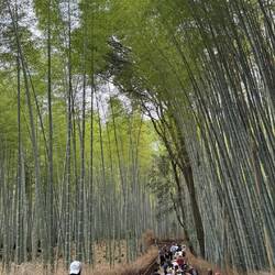 🎋 Zwischen den hohen Bambusbäumen von Arashiyama fühlt sich Kyoto plötzlich ganz ruhig und magisch