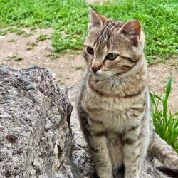 Kitty wants gata!
