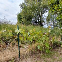 And the grapevine on the back fence is fighting back with a vengence