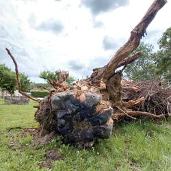 This is the old apple tree treetrunk, kindly removed by the builder