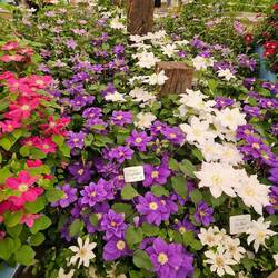 Und wie viele Sorten Clematis!
