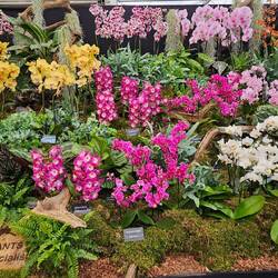 Orchideen