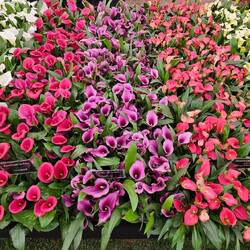 Calla