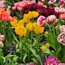 Tulpen