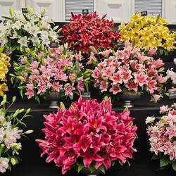 Lilien
