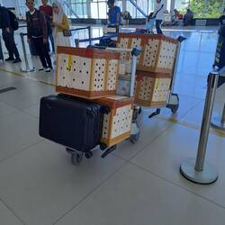 Auch Hühner fliegen mit 🐔🐔🐓🐓