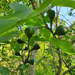 Feigenbaum