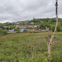 Meadow in the foreground with lots of Bistort flowering.