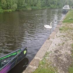 Five year old Molly informed us that the resident swan's name was Richard