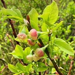 Blüten von Blaubeeren