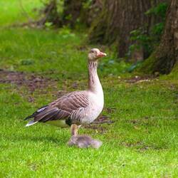 Ein Gänsepaar mit ihren Jungen