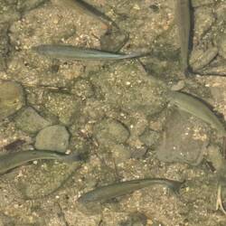 You don't have to believe me but these fish had golden flecks. In the Terrente Saonda