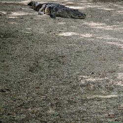 Random Croc auf dem Weg 🫪