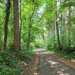 En dan afdalen door het bos.