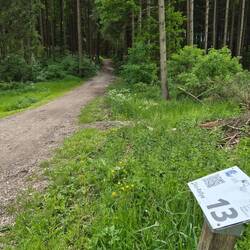 Bij punt 13 omhoog het bos weer in.
