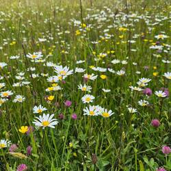 Bloemetjes in het gras.
