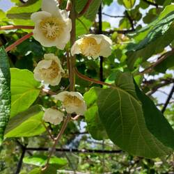 Fette Kiwiblüten