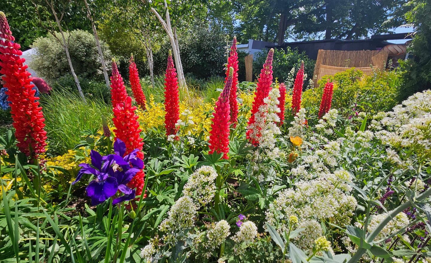 Also wenn ich da an unsere mickrigen Lupinen im heimischen Garten denken