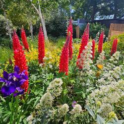 Also wenn ich da an unsere mickrigen Lupinen im heimischen Garten denken