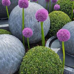 Unser Allium daheim wurde Opfer von Wühlmausi 😪
