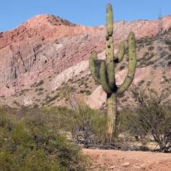 Not saguaros, yet look like saguaros